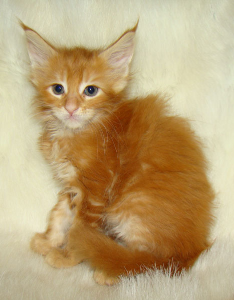     Catsvill County!   !    !       !!!    Catsvill County +7-926-544-74-09     .   ,   ,   ,    ,   ,  ,     ,   -,    ,   !
